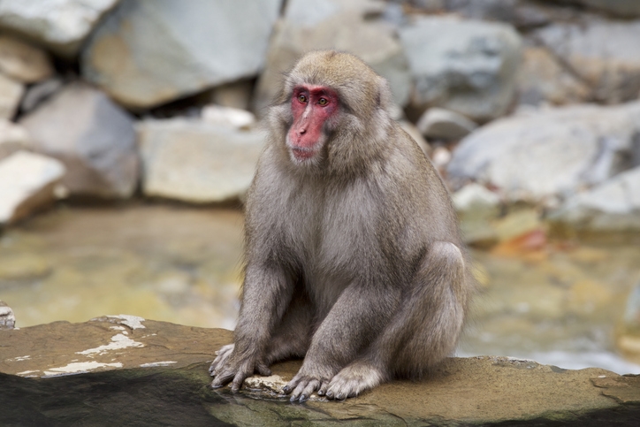 日光でイメージする動物は 鬼怒川温泉あさやホテル 公式 日光でイメージする動物は 鬼怒川温泉あさやホテル 公式