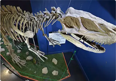 3D宇宙恐竜館